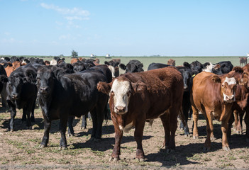 cabezas de ganado Argentino al aire libre

