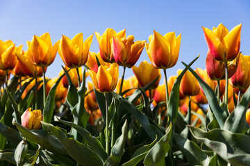 blühendes Tulpenfeld in den Niederlanden im Frühling