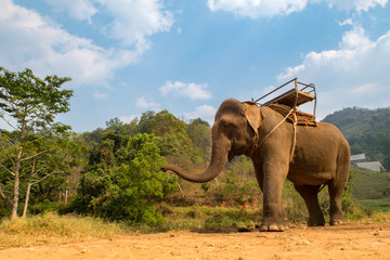 Obraz premium elephant 