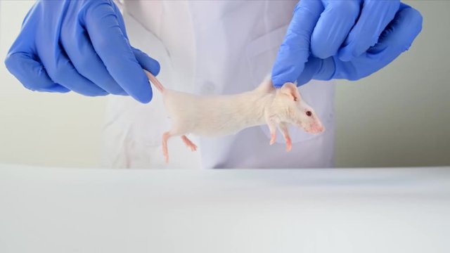 A scientist in blue gloves holding white abino lab laboratory mouse by tail and scruff in order to conduct an experiment and test vaccine.