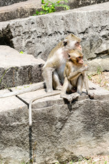 Mere et fils macaques