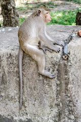 macaque sur un rocher