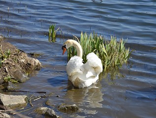 Biały Łabędź © Iwona