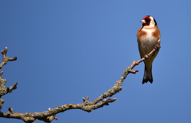 Stieglitz im Frühling