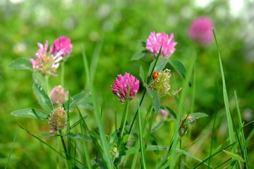 Some flowers in le Pouliguen in the end of march 2020.