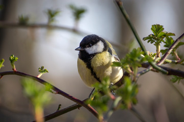 Great tit eats sunflower seed on a tree branch