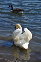 Biały Łabędź © Iwona