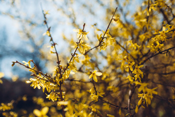 Yellow flowering bush. Blooming forsythia in spring on sky background. Nature in blossom. Floral texture