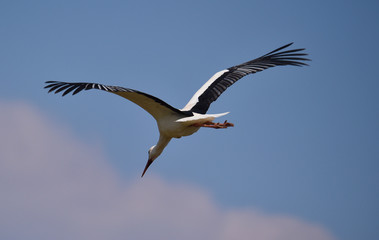 Obraz premium Weißstorch fliegt 