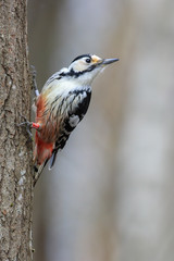 White-backed Woodpecker