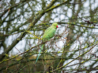 A feral parakeet (Psittacula krameri) seen at the Beddington Farmlands Nature Reserve, Sutton, London.