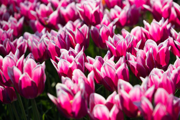 Obraz premium blühendes Tulpenfeld in den Niederlanden im Frühling