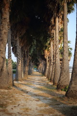 the palm garden planted by the wayside, Sattahip, Thailand.