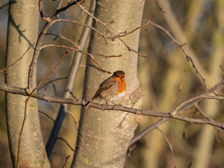 A robin (Erithacus rubecula) in the Beddington Farmlands Nature Reserve, Sutton, London.