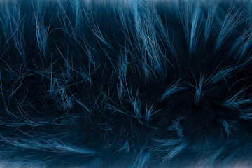 Texture of long-haired Arctic Fox fur, color dark blue. Close up. Background, Wallpaper. Natural fur, dyed. The raising of animals in captivity on fur farms.