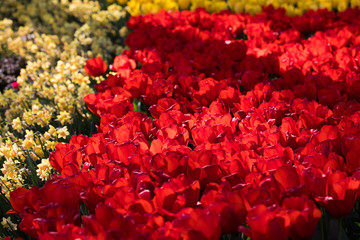 blühendes Tulpenfeld in den Niederlanden im Frühling