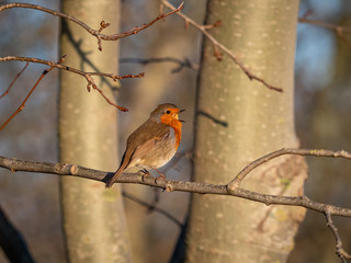 A robin (Erithacus rubecula) in the Beddington Farmlands Nature Reserve, Sutton, London.