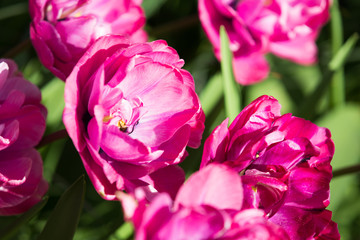 blühendes Tulpenfeld in den Niederlanden im Frühling