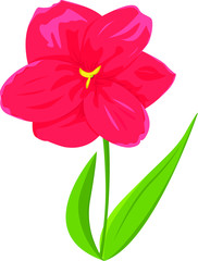 pink flower isolated on white background