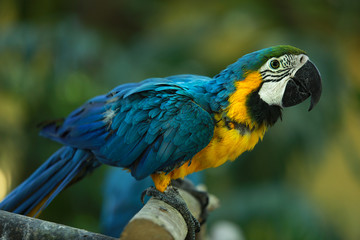 Parrot Ara