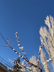 tree branches against blue sky