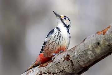 White-backed Woodpecker