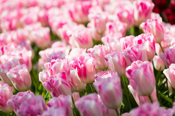 Obraz premium blühendes Tulpenfeld in den Niederlanden im Frühling