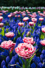 blühendes Tulpenfeld in den Niederlanden im Frühling