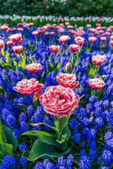 blühendes Tulpenfeld in den Niederlanden im Frühling