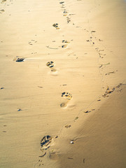 Fototapeta na wymiar Footprints on sand on a beach