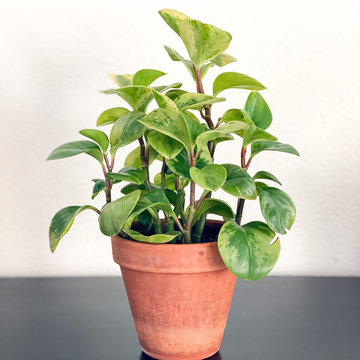 Peperomia plant in a pot
