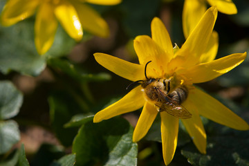a bee collects pollen from a flower