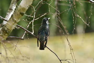 szpak śpiewak © feculak