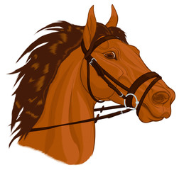 Portrait of a chestnut horse dressed in English bridle with a snaffle bit. Stallion pricked up its ears and stared ahead warily with flared nostrils. Vector emblem for stud farms, equestrian clubs.