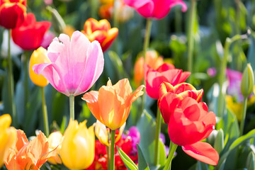 blühendes Tulpenfeld in den Niederlanden im Frühling