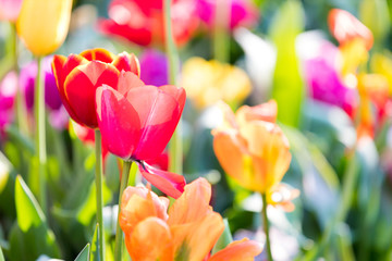 blühendes Tulpenfeld in den Niederlanden im Frühling