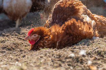 Gesunde und glückliche Hühner beim Sonnen- und Sandbaden auf einer Wiese in Freilandhaltung