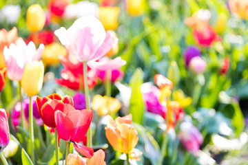 bl&uuml;hendes Tulpenfeld in den Niederlanden im Fr&uuml;hling