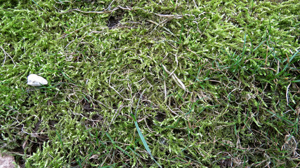 Moss green texture. Moss background. Green moss on grunge texture, background