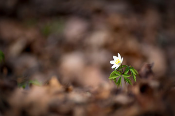 The first spring flowers in the meadow, a snowdrop bud, a symbol of the awakening of nature in the sun.