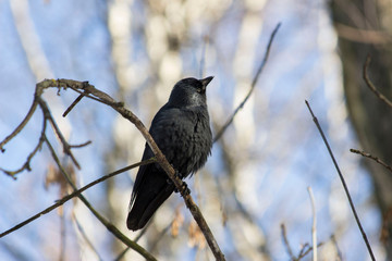 blackbird on a branch