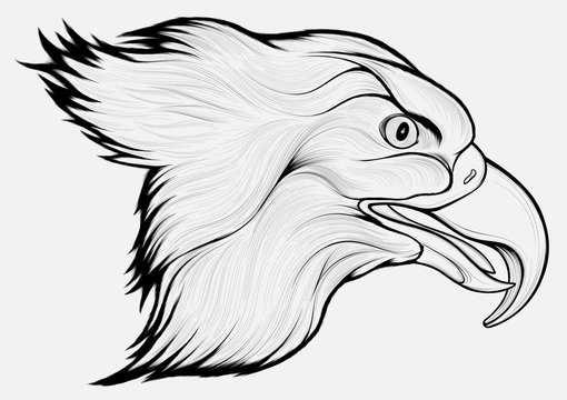 Linear portrait of a flying eagle with its mouth open. Vector image of a hunting hawk.