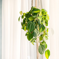 green philodendron brasil hanging in macrame plant hanger © Ranjani