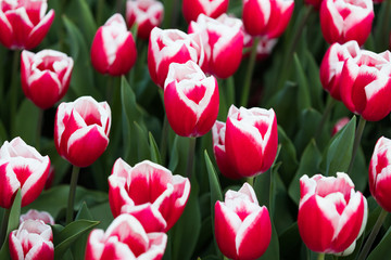 blühendes Tulpenfeld in den Niederlanden im Frühling