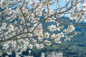 Almond tree branches with white blossoms during springtime