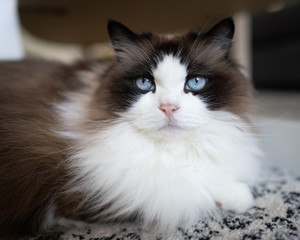 Adorable Ragdoll Pet Cat Portrait
