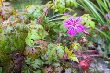 Close up of vibrant pink flower of herb-Robert also known as Red Robin (latin name: Geranium robertianum)