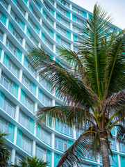 Palm tree in front of a big hotel