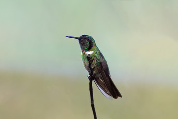 Hooded Hummingbird Visorbearer (Augastes lumachella) isolated on a blurred background with brownish green tones