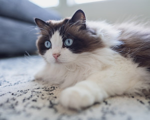 Adorable Ragdoll Pet Cat Portrait